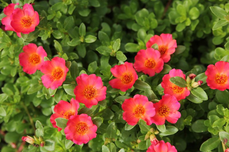 Why moss rose opens in the morning