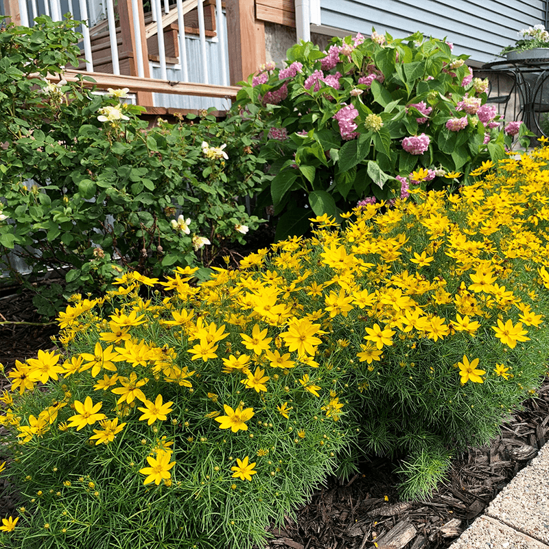 Threadleaf Tickseed (Coreopsis verticillata)