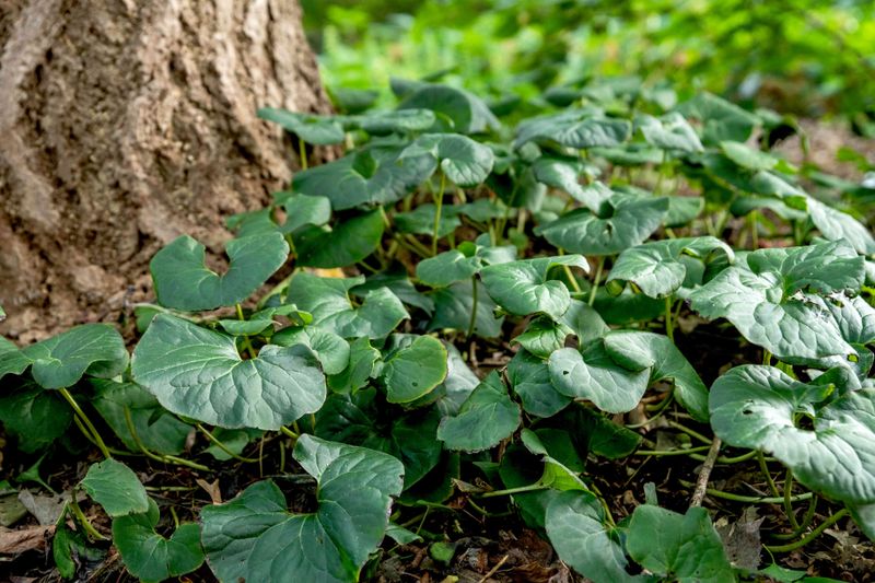 Wild Ginger (Asarum canadense)