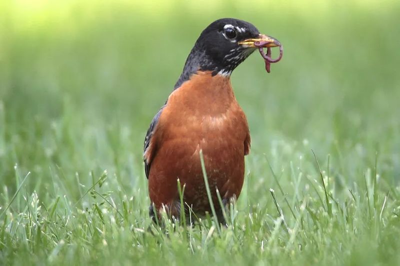 American Robins