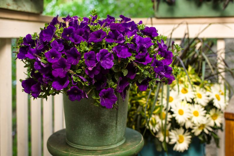 Petunias