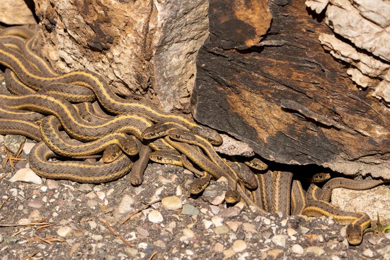 Several Snakes in the Same Spot