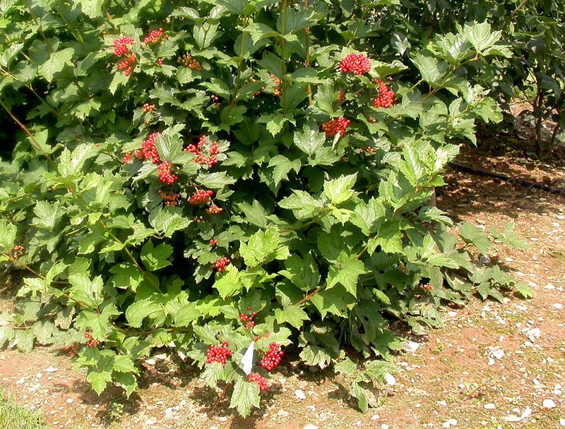 Native Swaps for the Invasives Deer Ignore Anyway