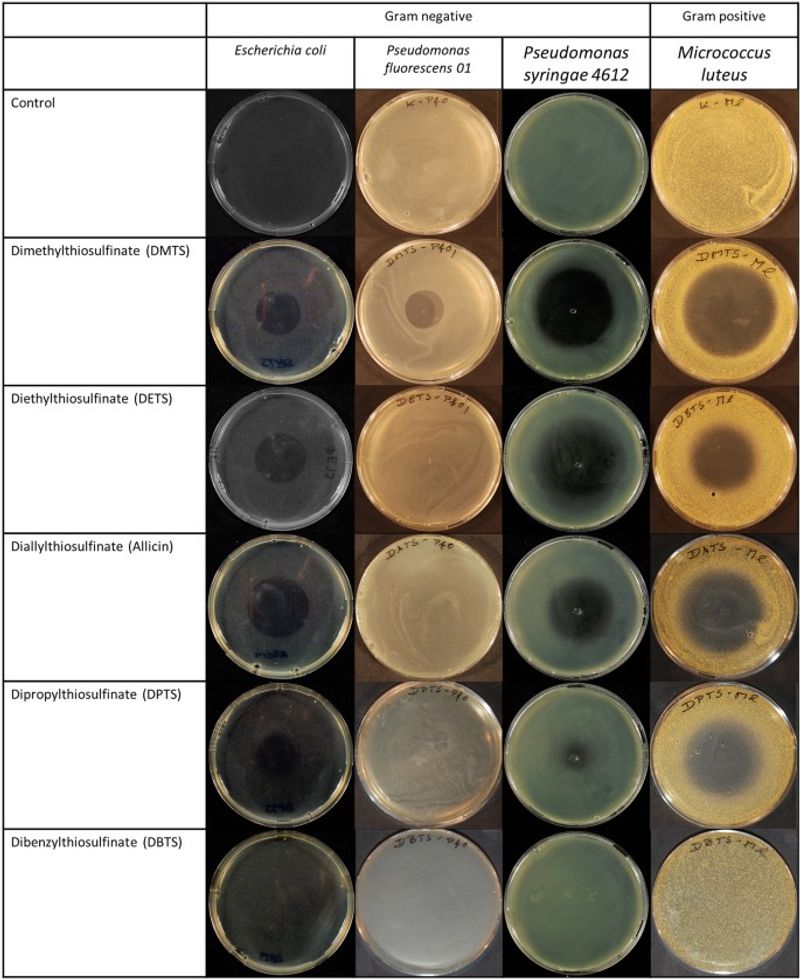 Laboratory antibacterial activity has a clear boundary