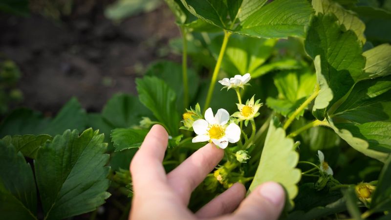 Pinch First-Year Flowers