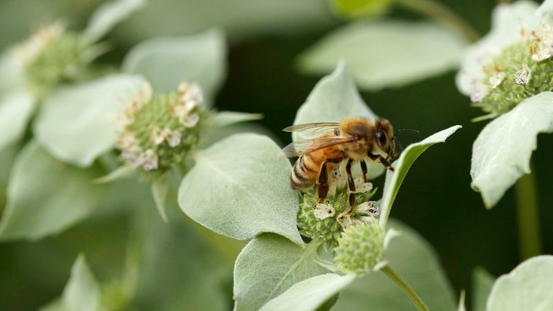 Choose another native when the planting bed stays dry