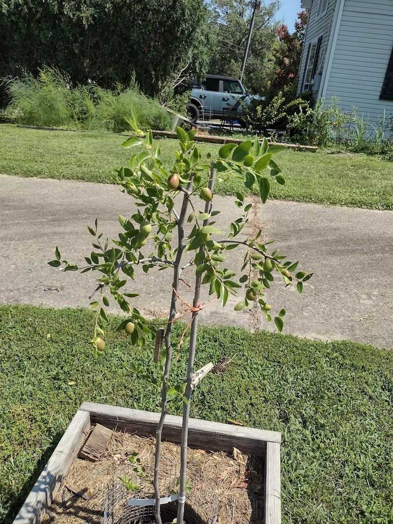 Sun and a careful start give the tree its best chance