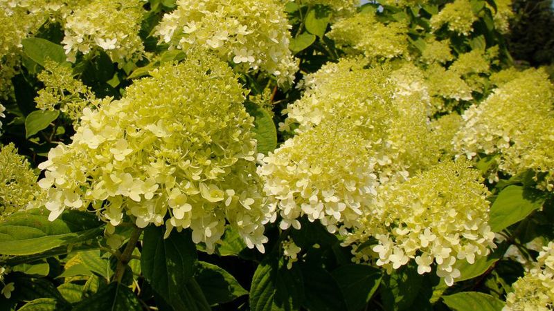 Identify the hydrangea before you reach for the pruners