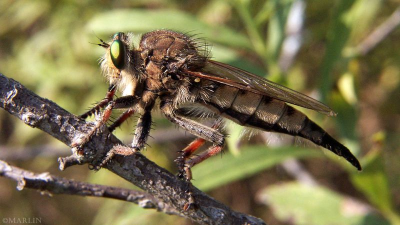 The bristly patrol belongs to a family of predatory flies