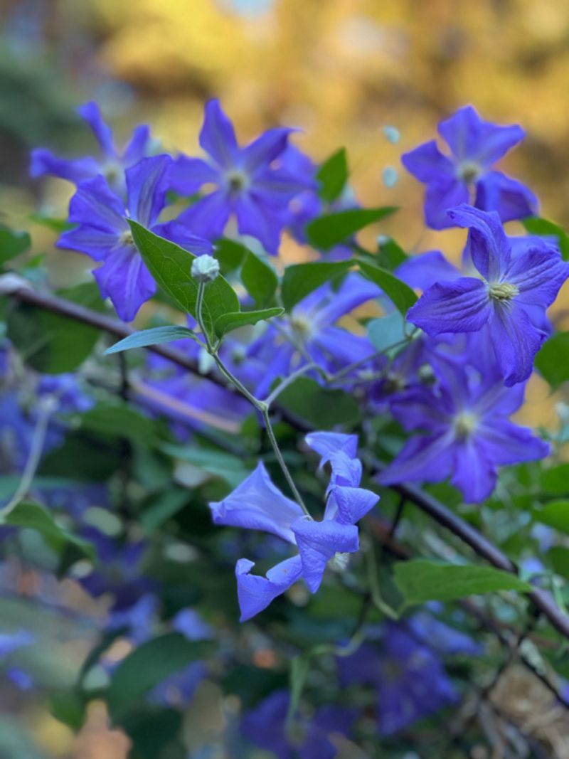 Follow a needs-based clematis feeding plan