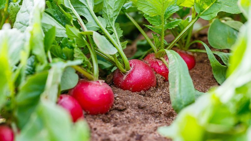 Radishes