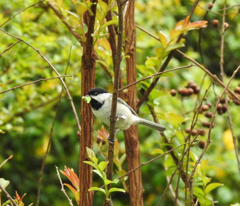 How wax myrtle may help chickadees forage
