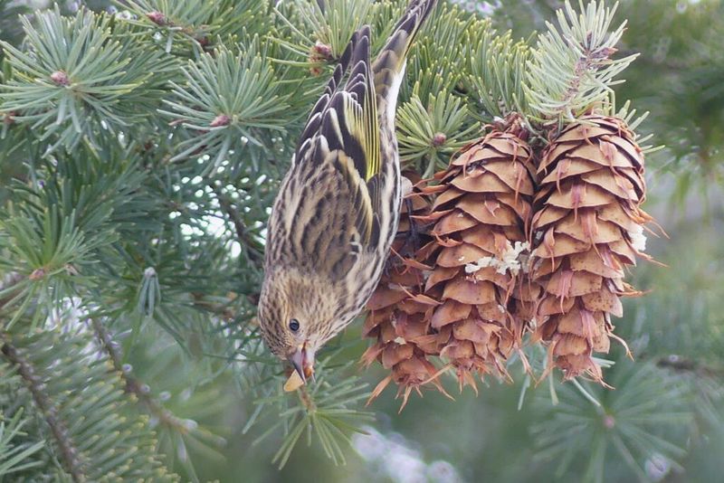 Pine (Pinus spp.)