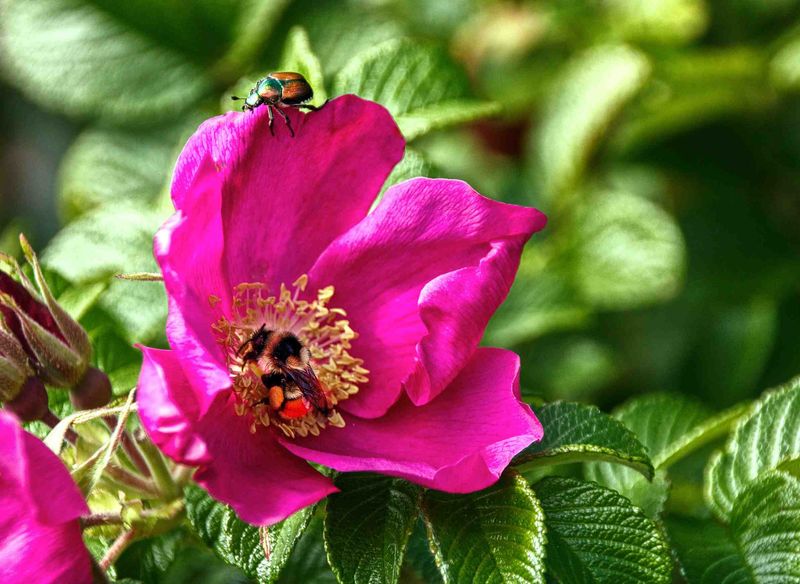 Protect pollinators if you consider an insecticide