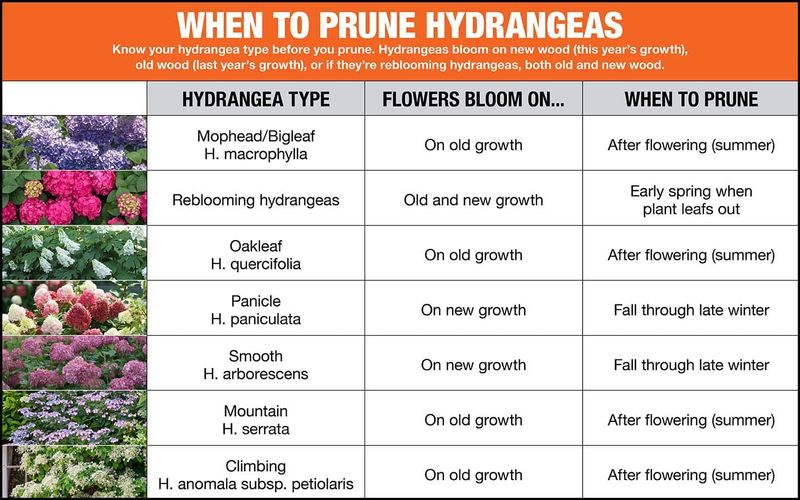 Not knowing your hydrangea type before you cut
