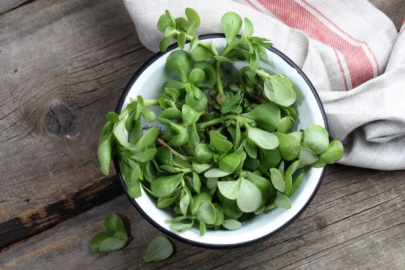 Purslane’s omega-3 is ALA, and amounts vary