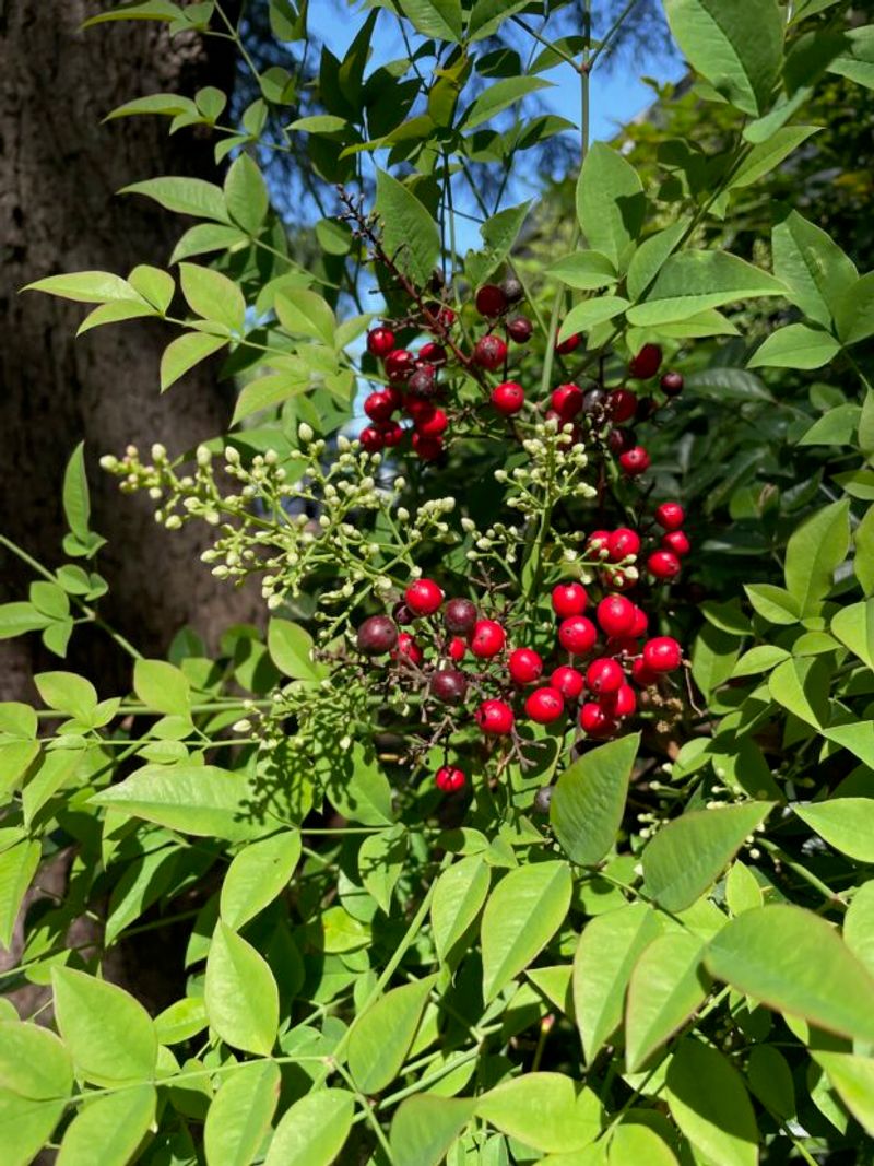 Check whether the nandina is fruiting before deciding what to do