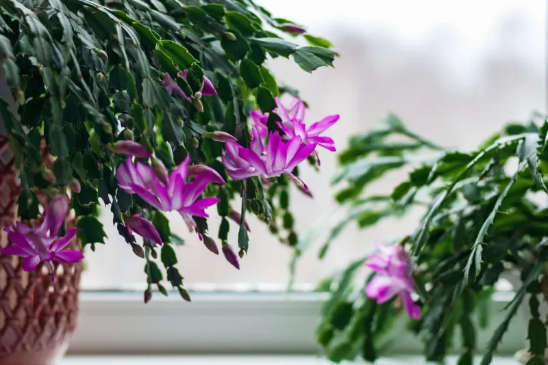 Let the plant set the pace