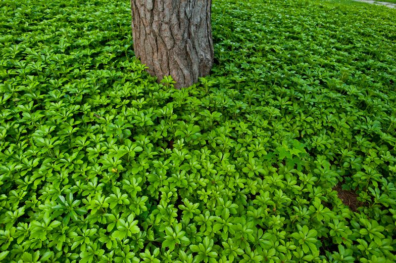 Pachysandra