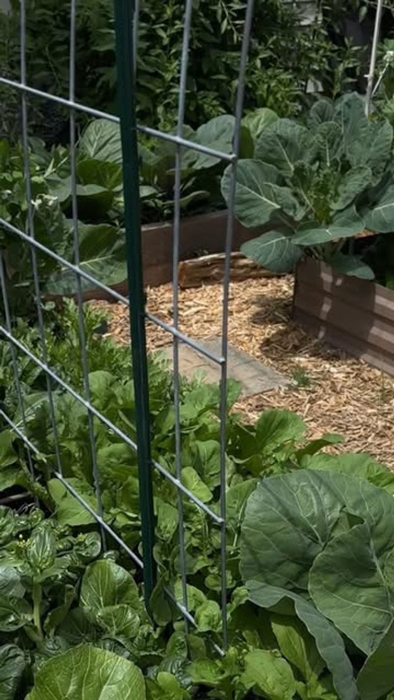 Check heat, moisture, spacing, and planting timing