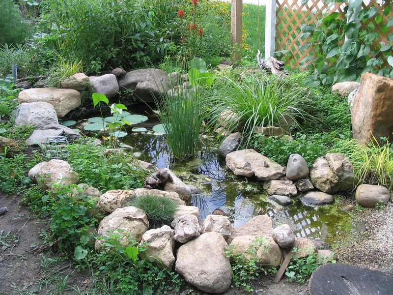 A wildlife pond can support dragonflies without becoming a mosquito nursery