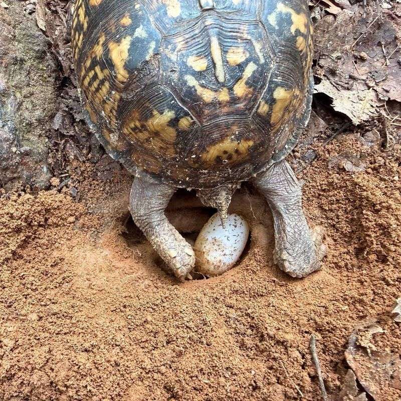 Respond Carefully When You Find a Turtle or Nest