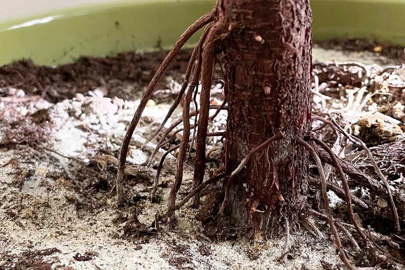 Roots Showing Up on the Soil Surface