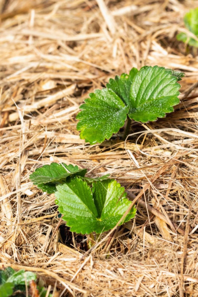 Treat mulch depths as regional guidance, not a universal rule