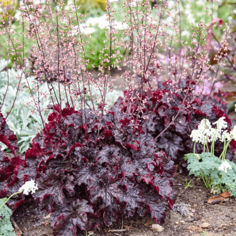 Coral Bells (Heuchera)