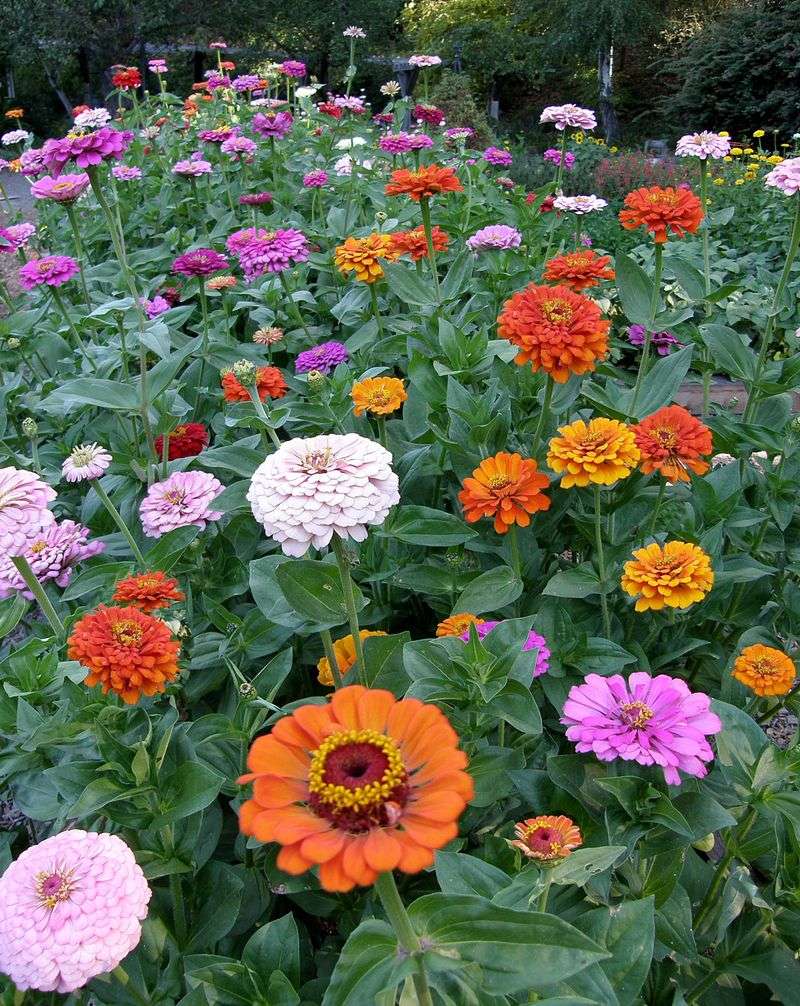 Zinnias