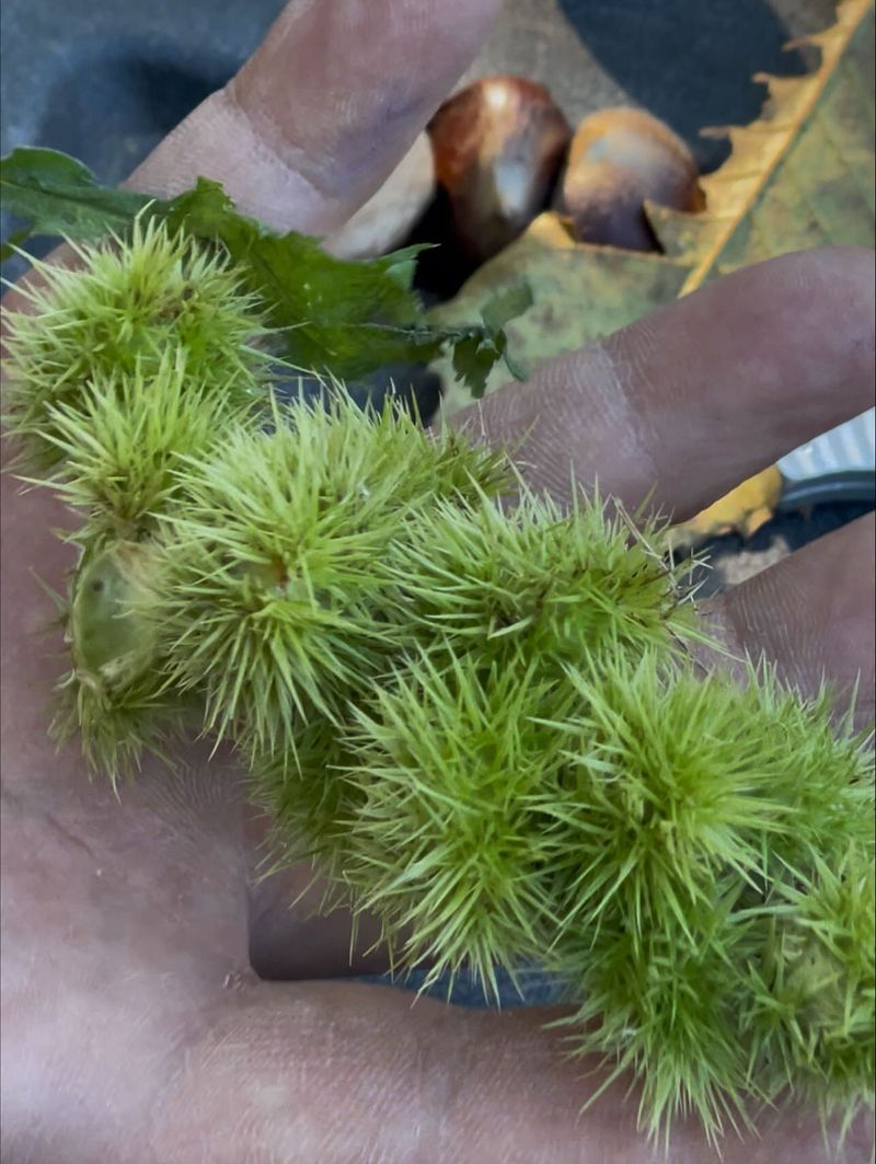Prickly burs make gathering a challenge