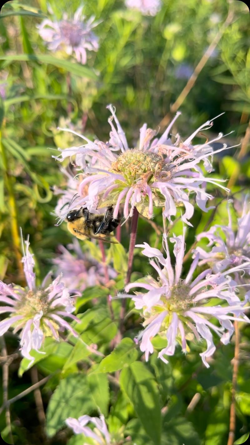 Bee Balm / Wild Bergamot (Monarda spp.)