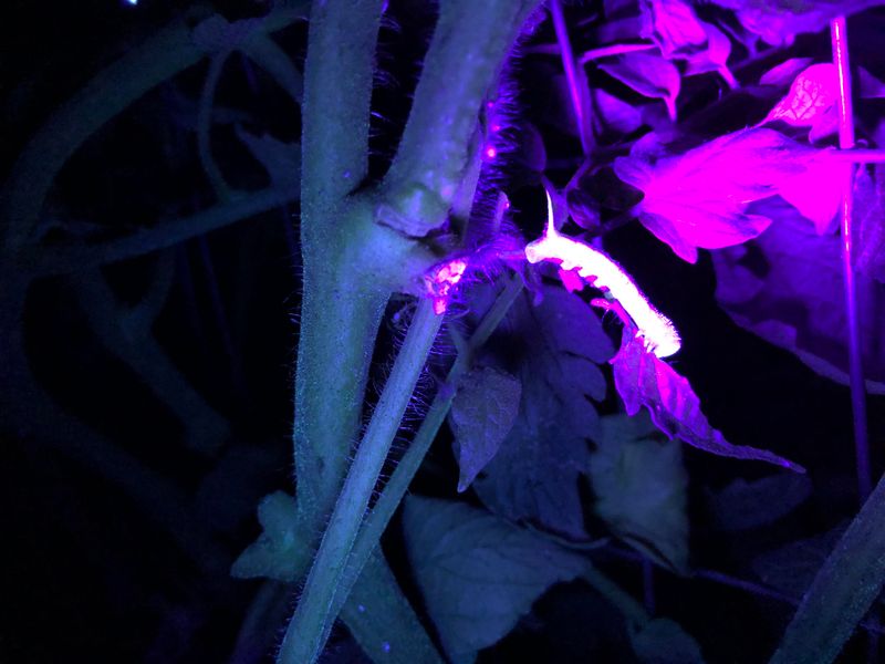 Hunt for Hornworms at Dusk