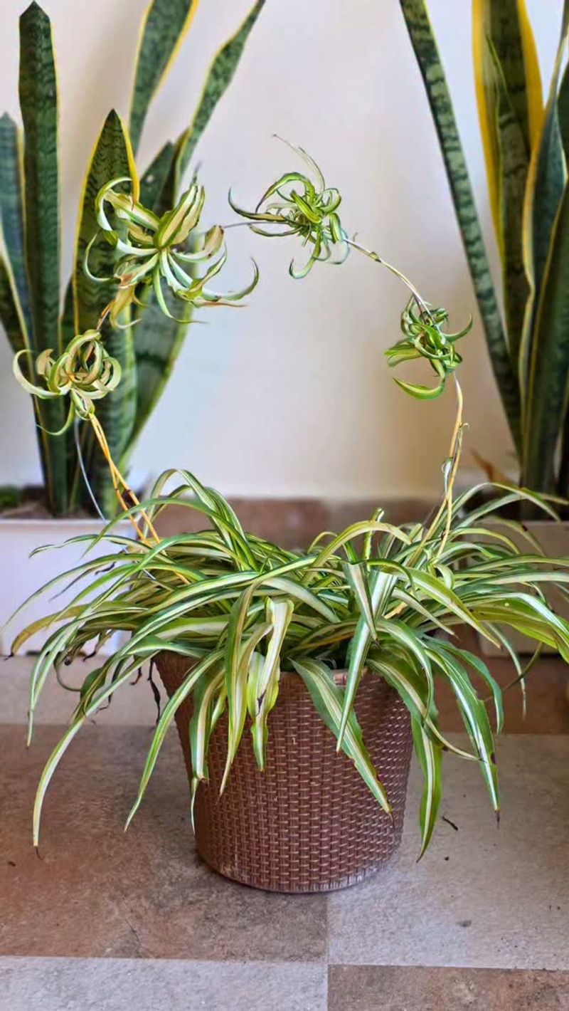 Spiderettes Show Reproduction, Not a Plant in Panic