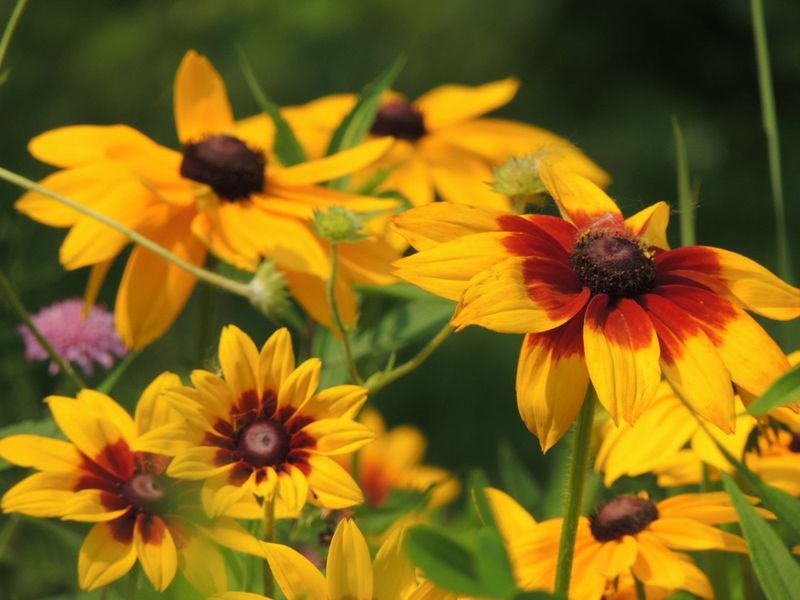 Black-Eyed Susan (Rudbeckia hirta)