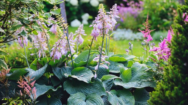 Hostas