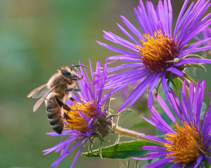 Asters