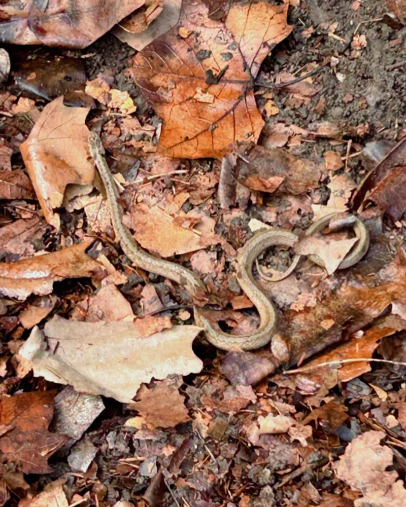 More Snake Sightings Than Usual