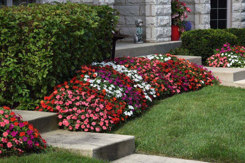 Impatiens