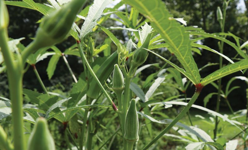Thrives in North Carolina's Summer Heat
