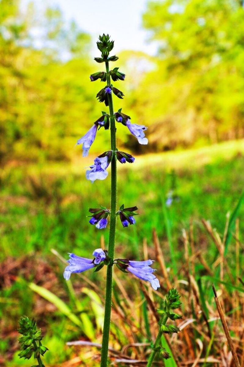 Pair culinary sage with native plants for fuller habitat