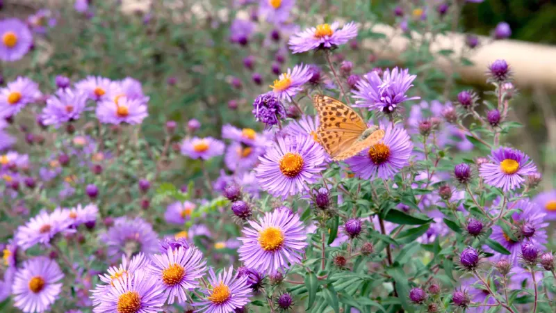 Aster (Symphyotrichum species)