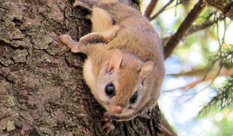 Which Flying Squirrel Might You Be Seeing?