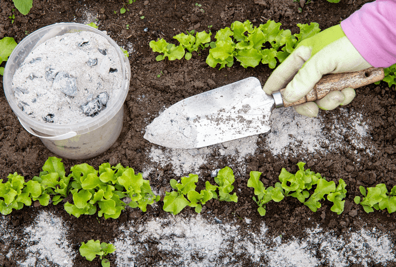 Wood ash can change soil chemistry, but it does not promise a bigger harvest