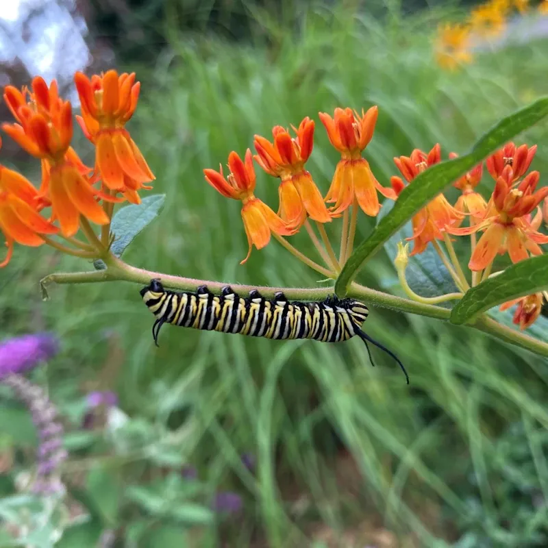 Milkweed (Asclepias spp.)