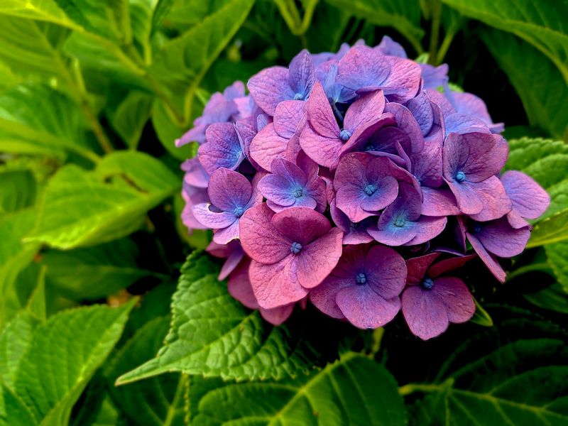 Which hydrangea do you have?