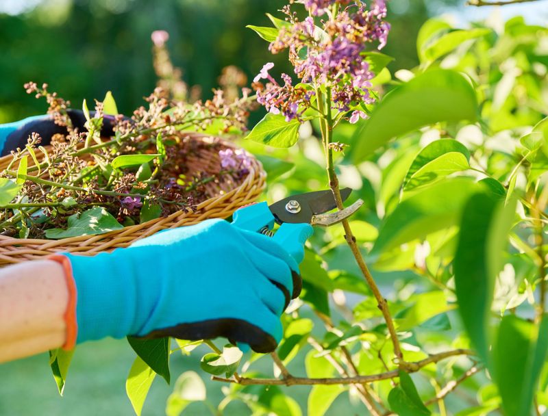 Prune for shape just after flowering