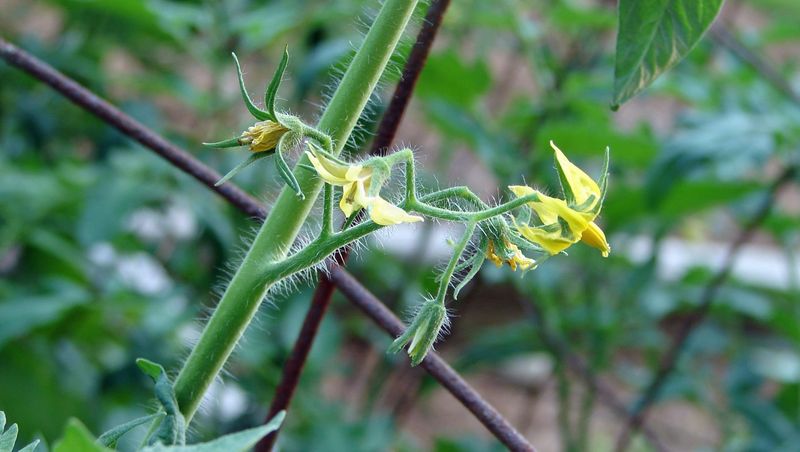 Avoid remedies that cannot overcome heat-damaged flowers