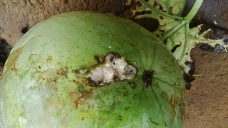 Dark, damp, or slimy stem area