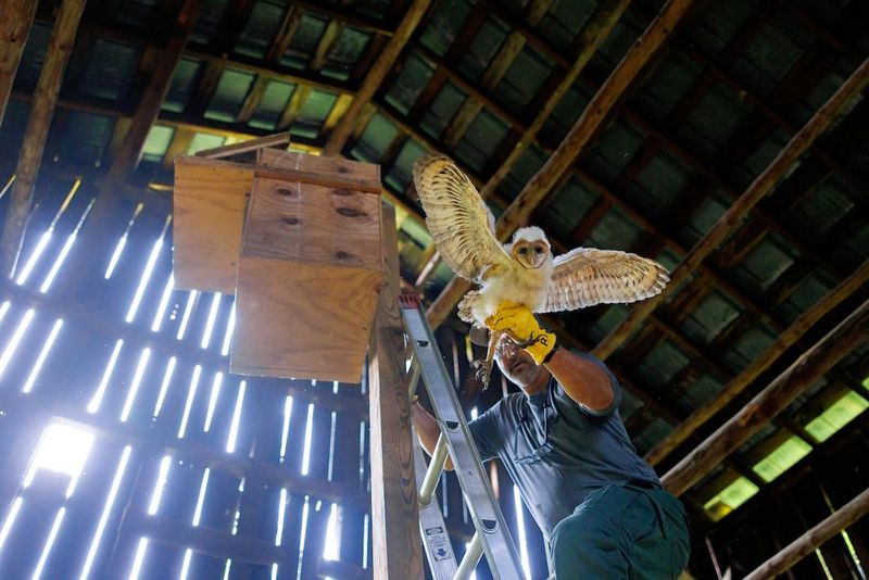 A Nest Box Is a Site-Specific Option, Not a Guarantee